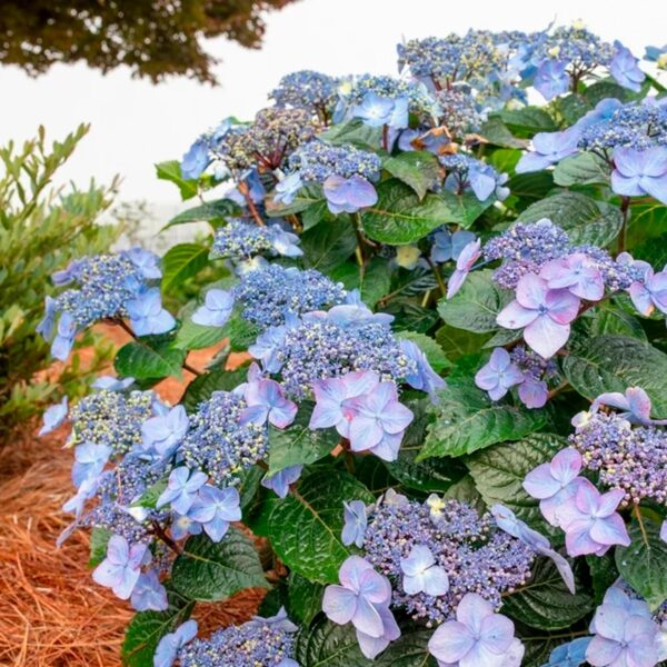 Endless Summer Hydrangea Pop Star Live Shrub (2 Gallon) - Image 3